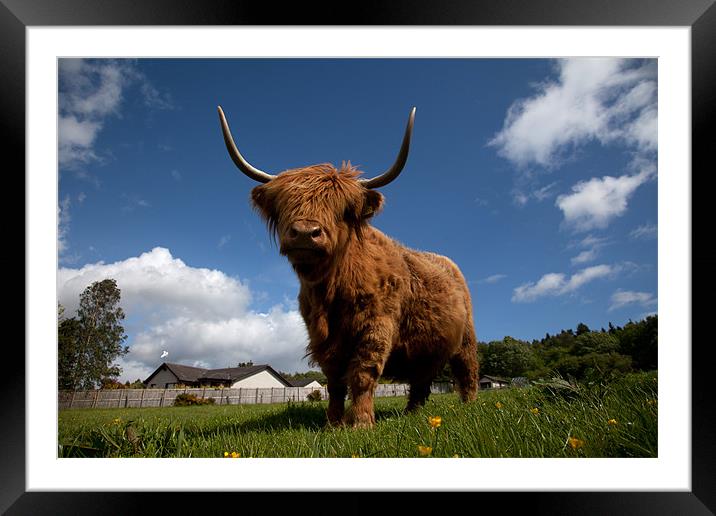 Highland cattle Framed Mounted Print by Gail Johnson