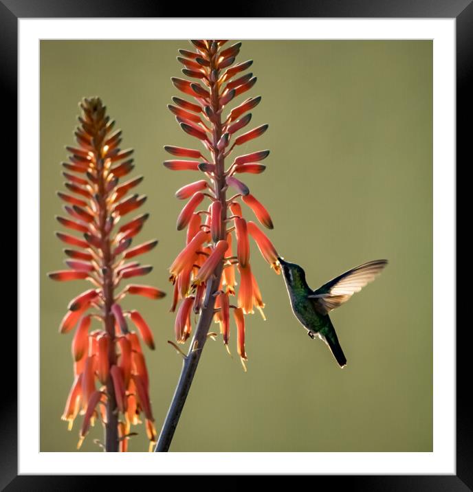 Hummingbird  Framed Mounted Print by Gail Johnson