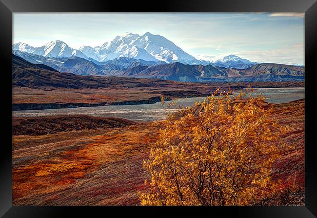 Mount McKinley Framed Print by Gail Johnson