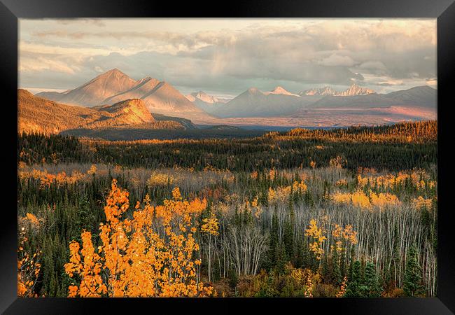 Autumn in Denali Framed Print by Gail Johnson