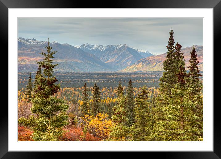 Autumn in Denali National Park Framed Mounted Print by Gail Johnson
