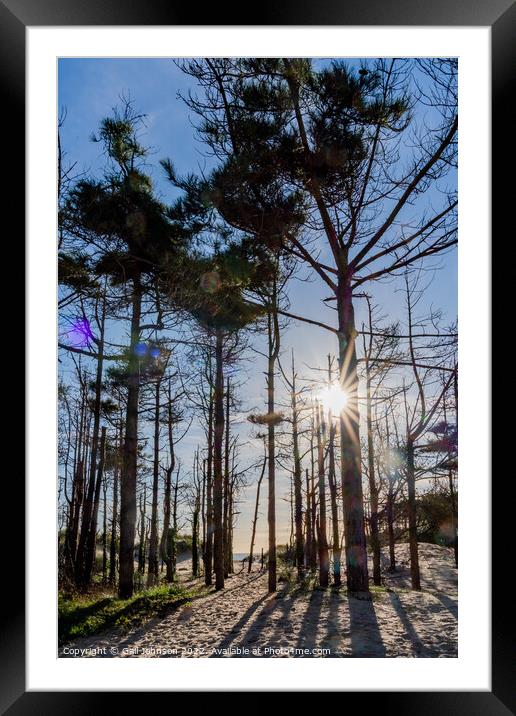 Newborough Forest  Framed Mounted Print by Gail Johnson