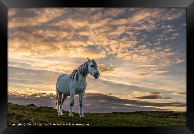 Llandwyn Island wild pony sunset Framed Print by Gail Johnson