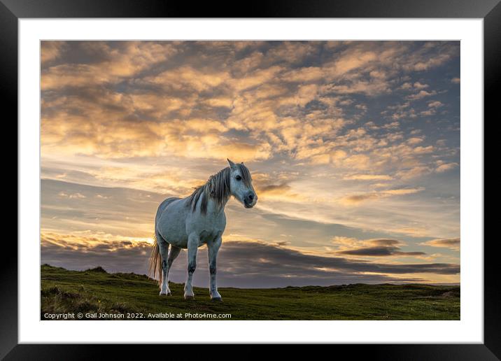 Llandwyn Island wild pony sunset Framed Mounted Print by Gail Johnson