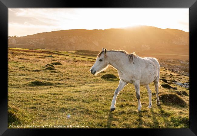 Wild Welsh ponies at Sunset at the Breakwater Park Holyhead  Framed Print by Gail Johnson