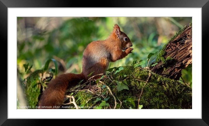 Red Squirrel  Framed Mounted Print by Gail Johnson