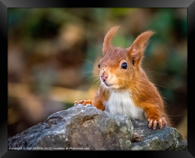 A squirrel eating food Framed Print by Gail Johnson