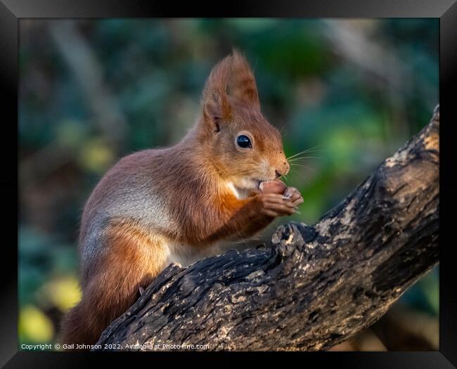 A close up of a squirrel on a branch Framed Print by Gail Johnson