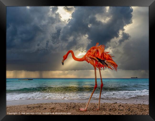 Bob the Flamingo after his swim Framed Print by Gail Johnson