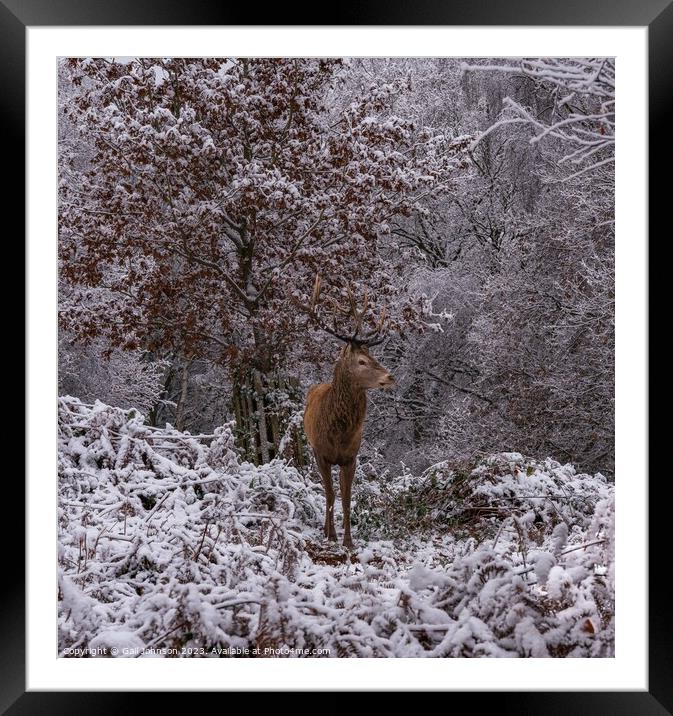 Deer in the snow  Framed Mounted Print by Gail Johnson