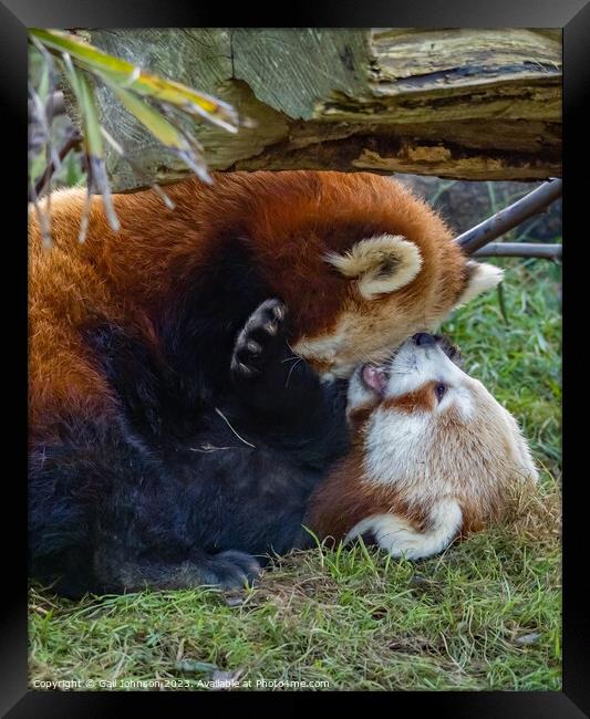 A red panda bear lying in the grass Framed Print by Gail Johnson