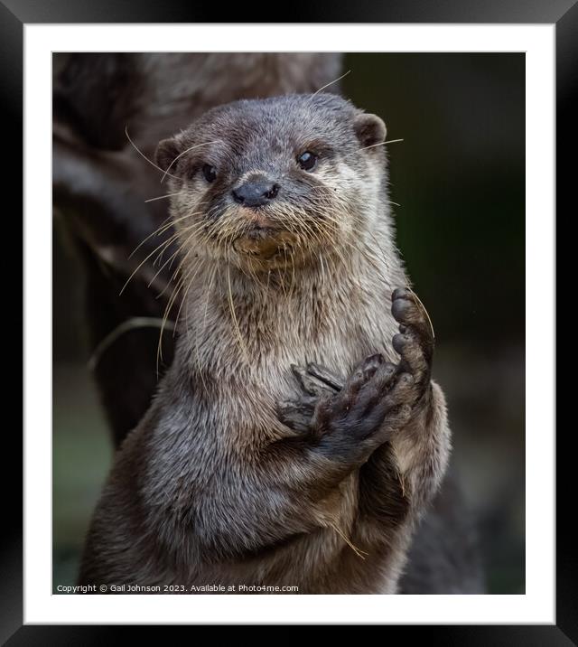 Otter Framed Mounted Print by Gail Johnson