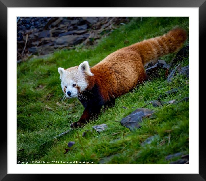 A panda bear walking across a grass covered field Framed Mounted Print by Gail Johnson