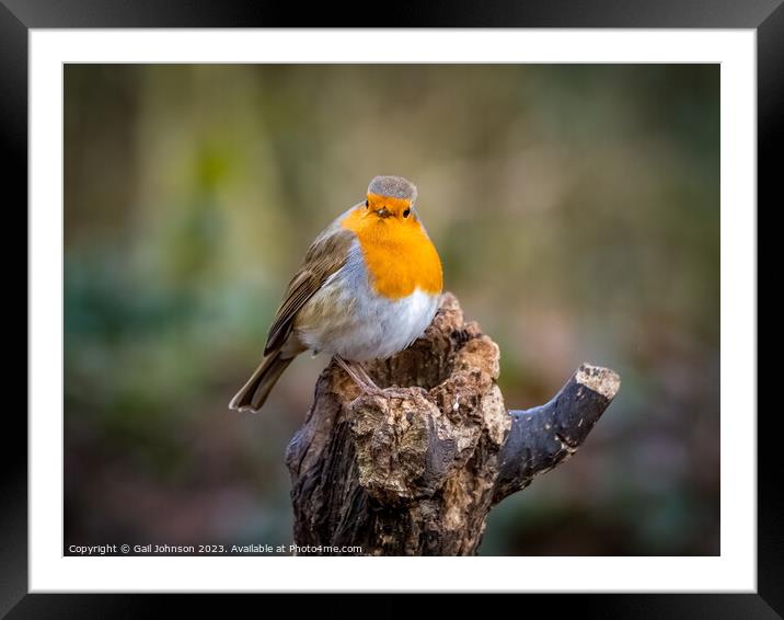 A robing Red Breast Bird  Framed Mounted Print by Gail Johnson