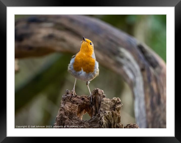 A robing Red Breast Bird  Framed Mounted Print by Gail Johnson