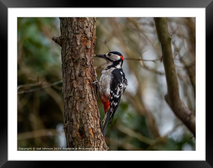 Woodpecker  Framed Mounted Print by Gail Johnson