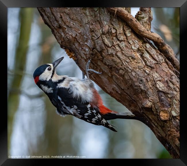Woodpecker  Framed Print by Gail Johnson