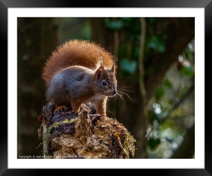 A squirrel standing on a branch Framed Mounted Print by Gail Johnson