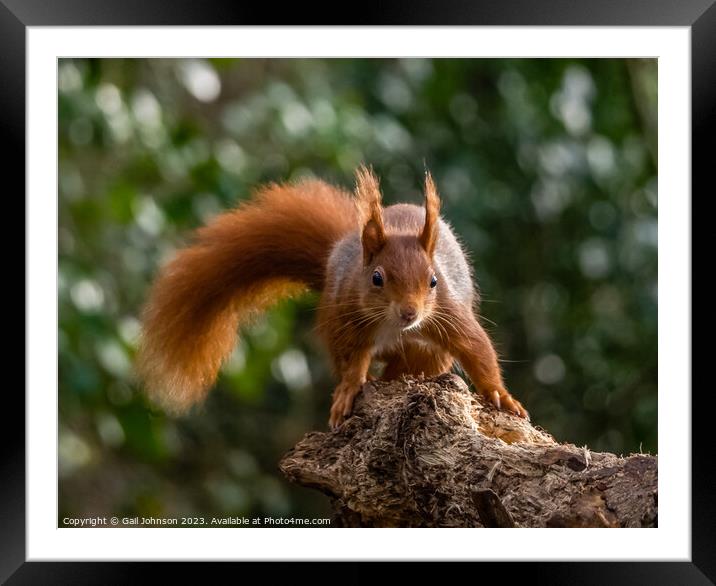 A close up of a Red Squirrel on a branch Framed Mounted Print by Gail Johnson