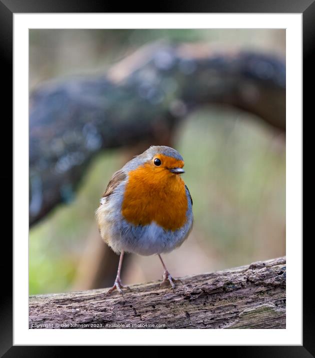 Robin Red breast bird around a feeder in the woods Framed Mounted Print by Gail Johnson