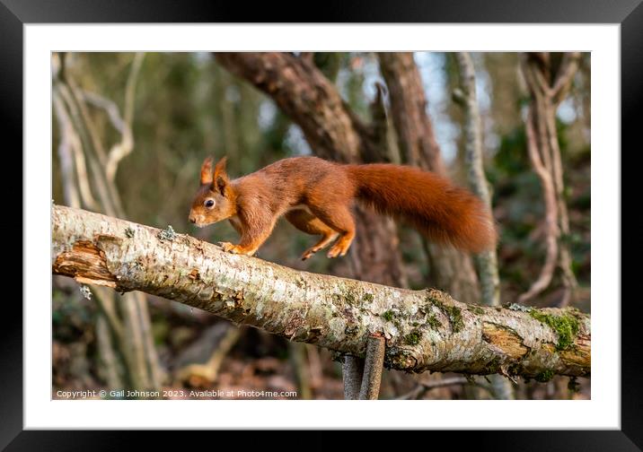 Red Squirrels juming around a feeder in the woods Framed Mounted Print by Gail Johnson