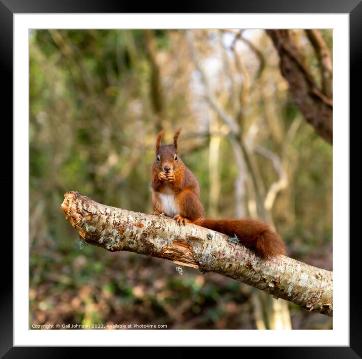 Red Squirrels juming around a feeder in the woods Framed Mounted Print by Gail Johnson