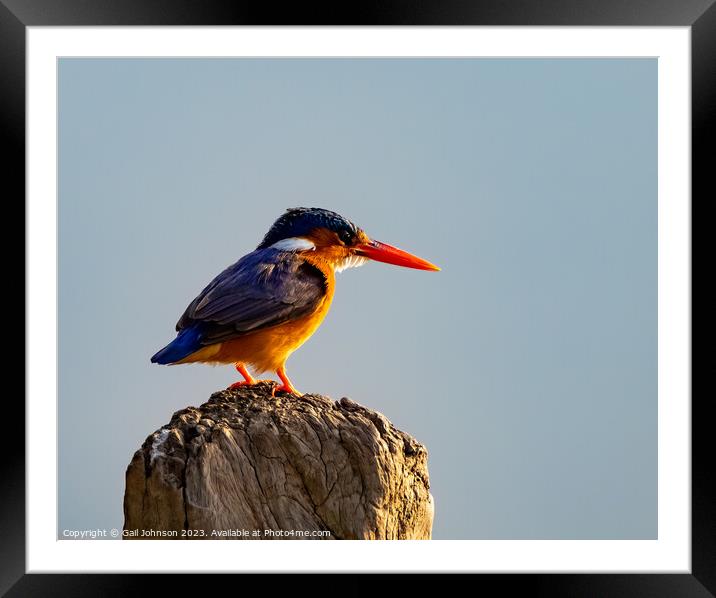 Birdwatching in The Gambia , Africa Framed Mounted Print by Gail Johnson