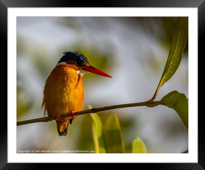 Birdwatching in The Gambia , Africa Framed Mounted Print by Gail Johnson