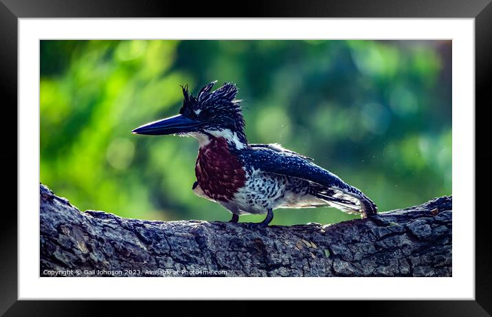 Birdwatching in The Gambia , Africa Framed Mounted Print by Gail Johnson