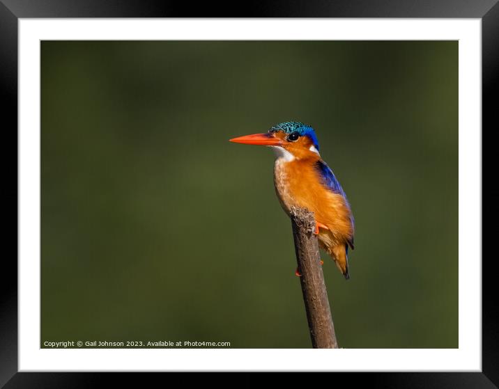 Birdwatching in The Gambia , Africa Framed Mounted Print by Gail Johnson