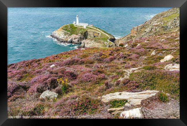 Views around South Stack lighthouse with the gorse and heather o Framed Print by Gail Johnson