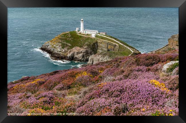 Views around South Stack lighthouse with the gorse and heather o Framed Print by Gail Johnson