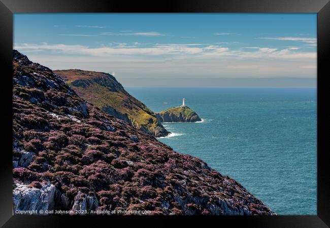Views around Holyhead Breakwater park with the heather and gorse Framed Print by Gail Johnson