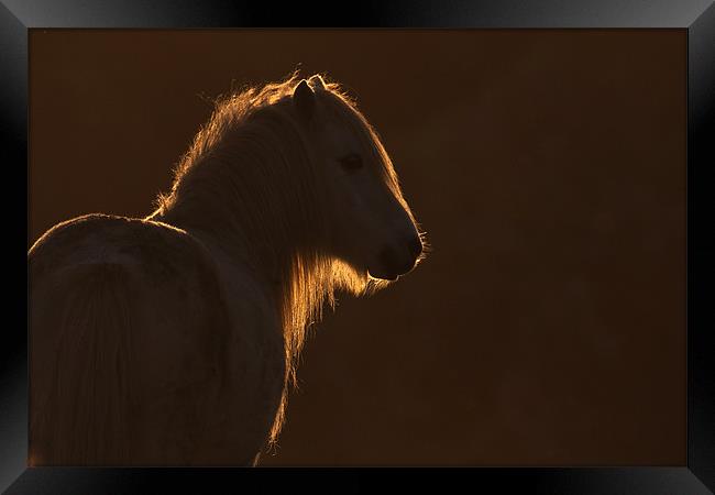 Backlit wild welsh pony Framed Print by Gail Johnson