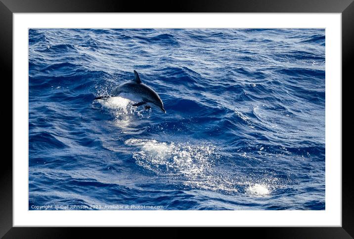 Spotted Dolphins leaping out of the ocean in front of the ship Framed Mounted Print by Gail Johnson