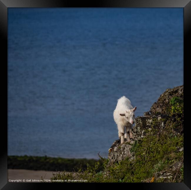 Walking around the Great Orme, Llandudno North wales  Framed Print by Gail Johnson