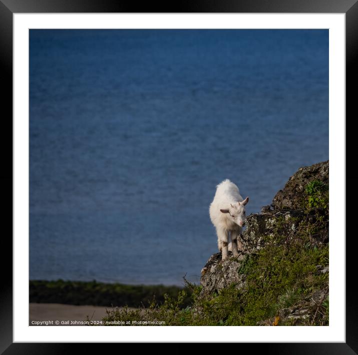 Walking around the Great Orme, Llandudno North wales  Framed Mounted Print by Gail Johnson