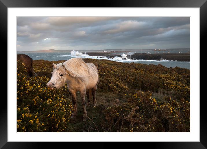Wild Welsh Ponies and rough seas Framed Mounted Print by Gail Johnson