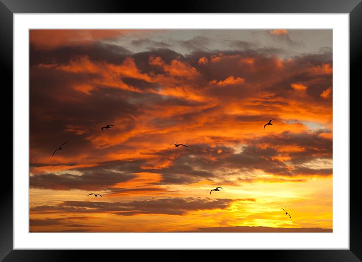 Sunset and seagulls Framed Mounted Print by Gail Johnson