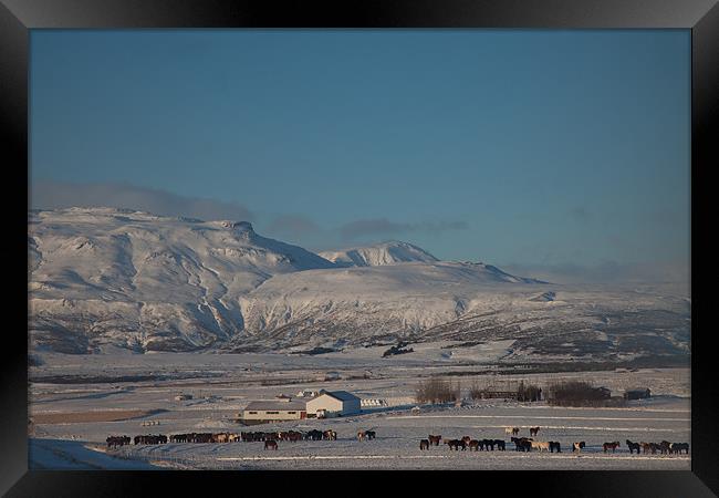 Iceland Horse Farm Framed Print by Gail Johnson