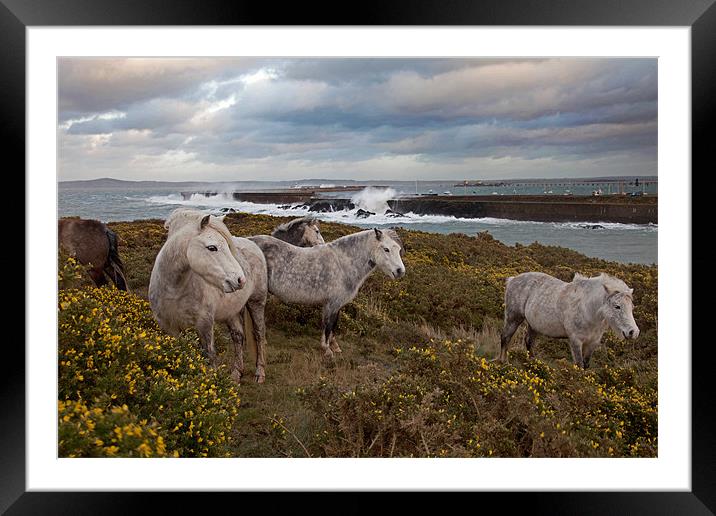 Rough weather Framed Mounted Print by Gail Johnson