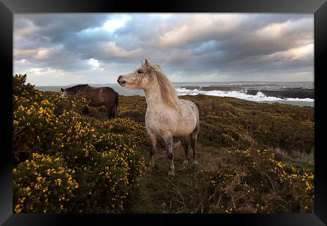 Wild Welsh Ponies Framed Print by Gail Johnson