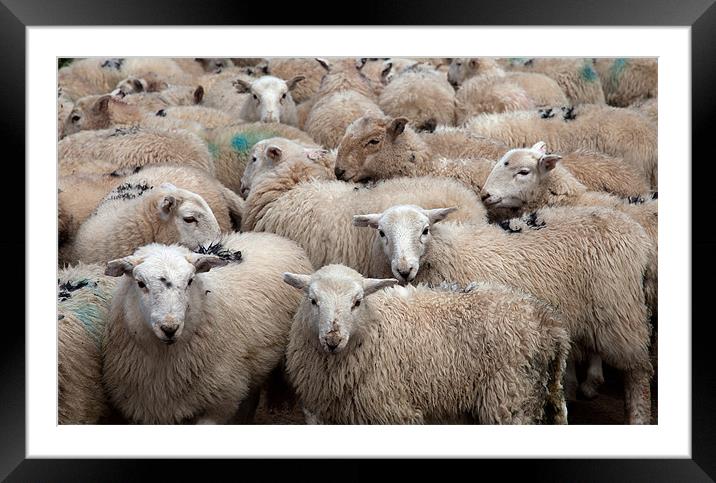 Welsh Mountain Sheep Framed Mounted Print by Gail Johnson