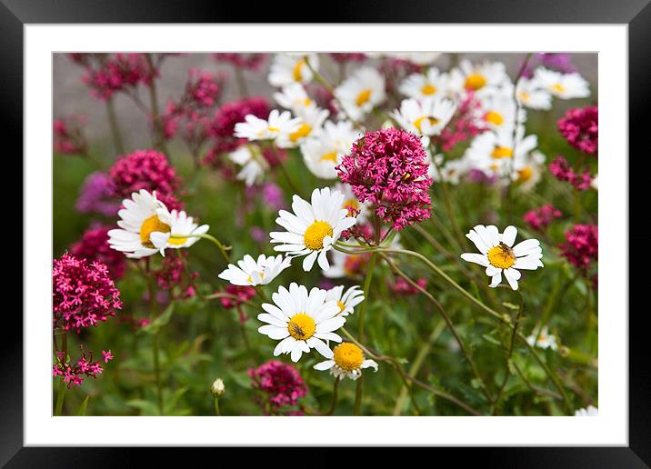 Flowers and insects Framed Mounted Print by Gail Johnson