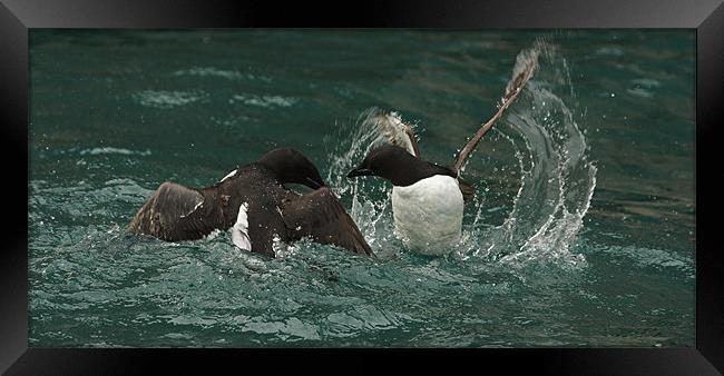 Guillemots fighting Framed Print by Gail Johnson