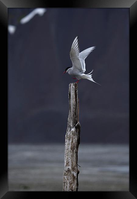 Arctic Tern Framed Print by Gail Johnson