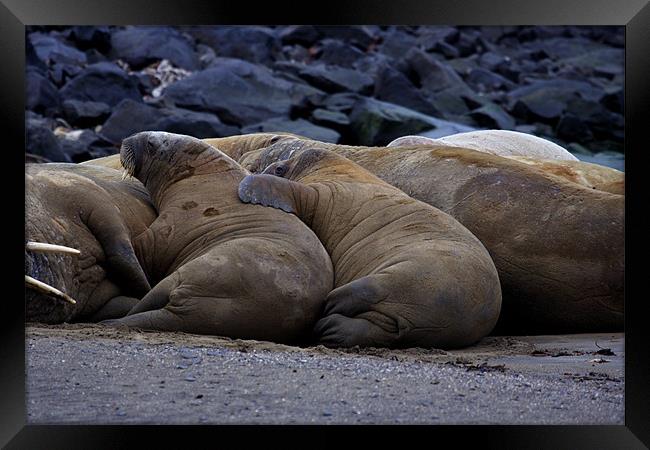 Walrus on beach Framed Print by Gail Johnson