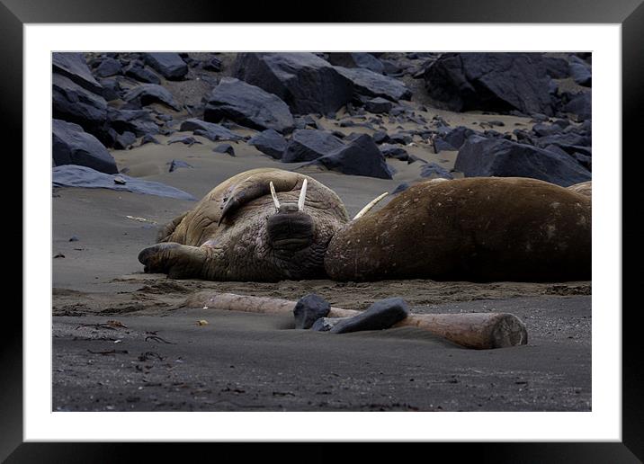 Walrus flat out on a beach Framed Mounted Print by Gail Johnson