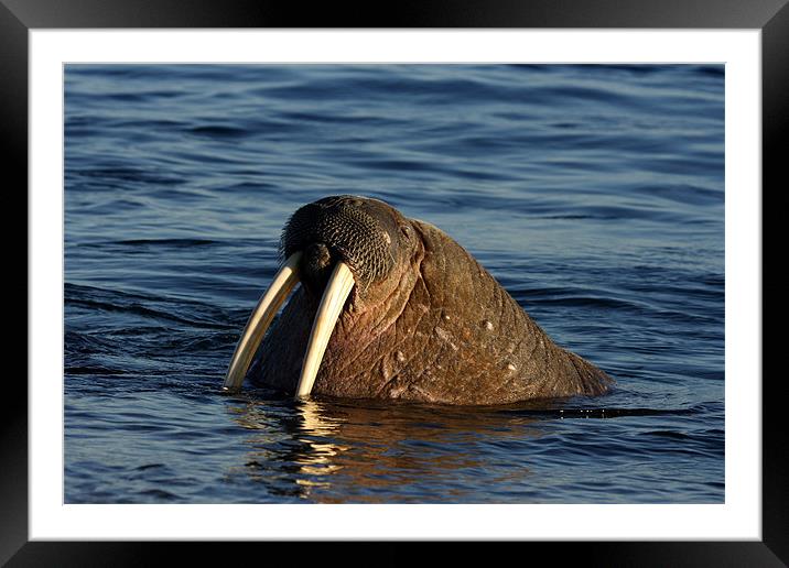 Walrus Framed Mounted Print by Gail Johnson