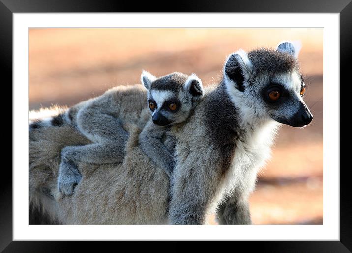 Ring tailed lemurs Framed Mounted Print by Gail Johnson